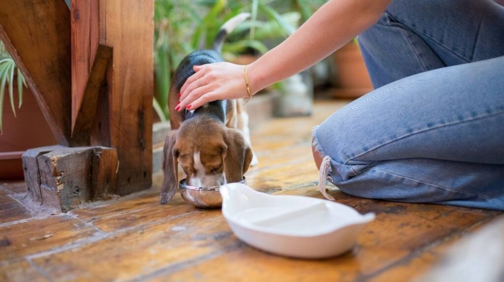 PET SITTING JOBS NEAR ME