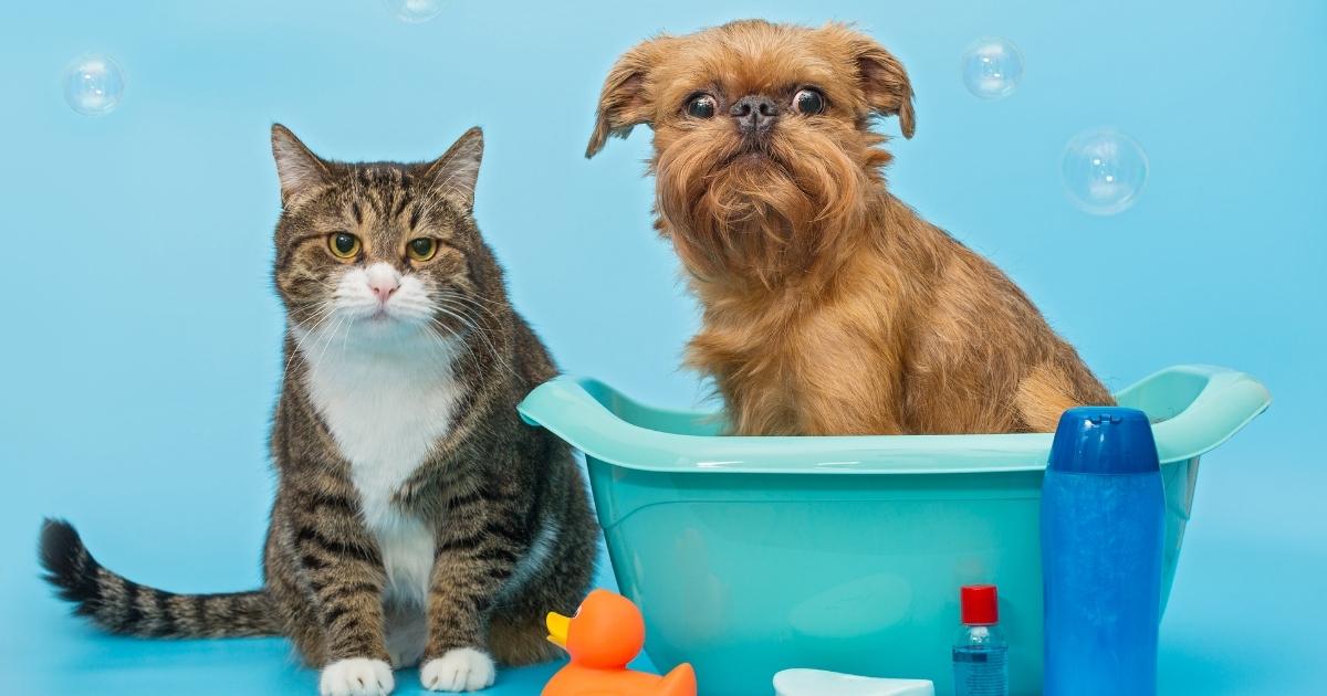 Pet water Additive oral care
