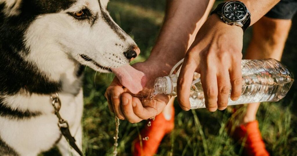 Portable Dog water Bottle