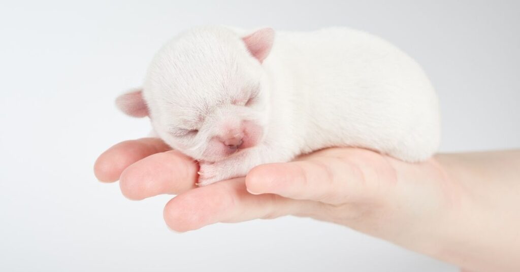 puppies open their eyes