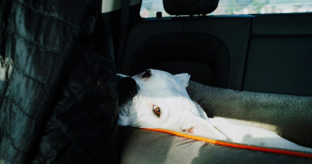 Rear Seat Dog Covers