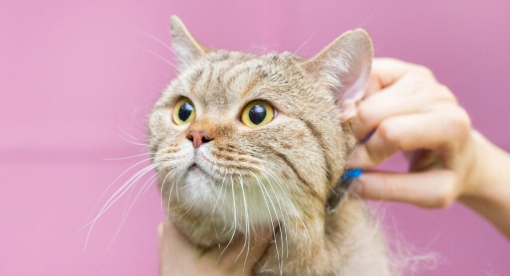 senior cat age