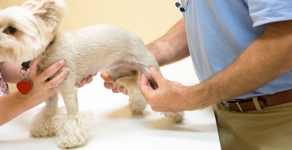 Symptoms of valley fever in dogs