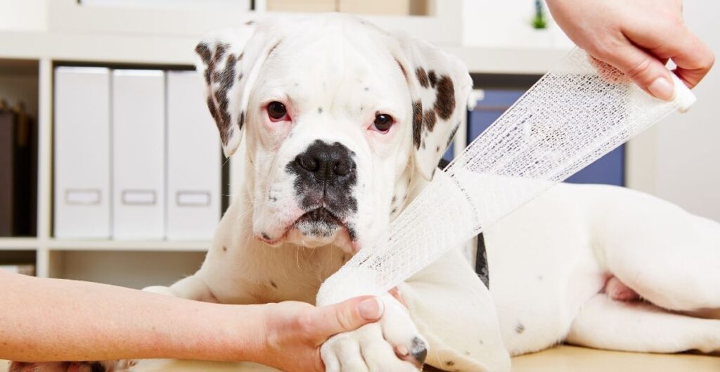 Valley Fever in dogs Treatment