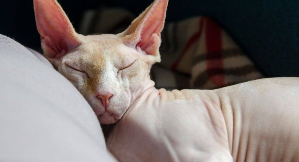 what causes cats hair to fall out