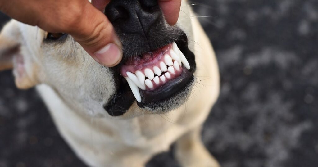 When Do Puupy Teeth Fall Out
