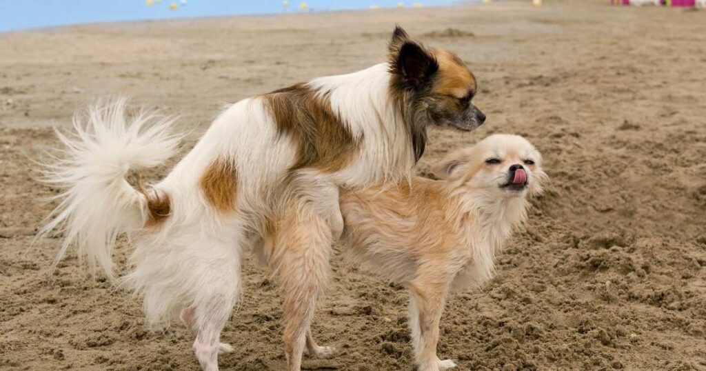 Why Do Female Dogs Hump