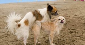 Why Do Female Dogs Hump