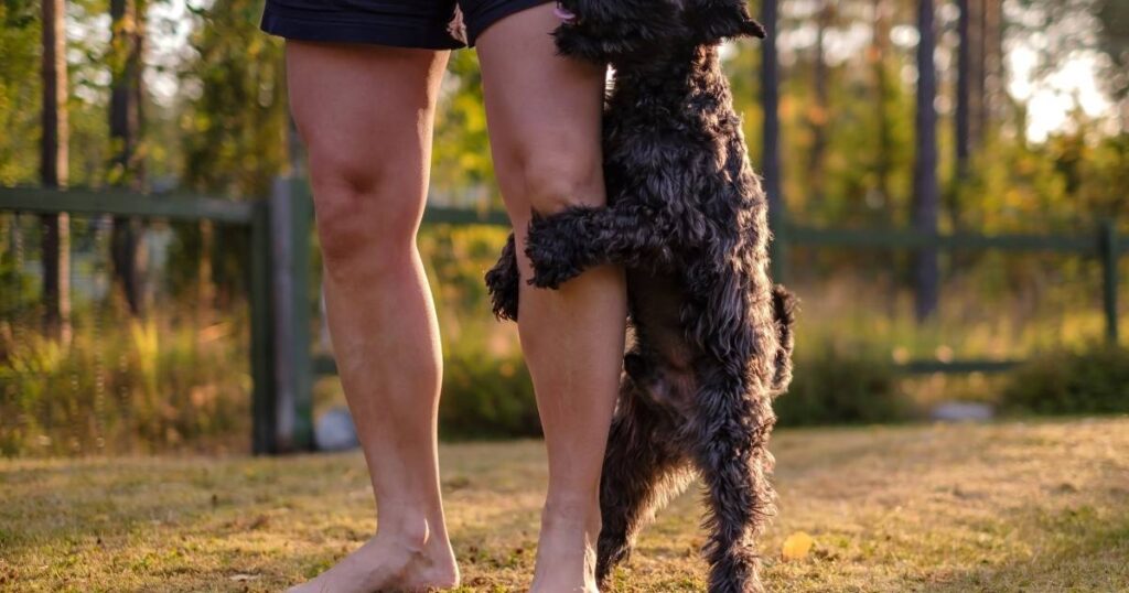 why does my female dog hump me