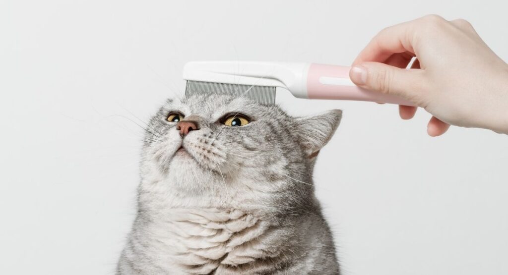 why is my cat hair falling out
