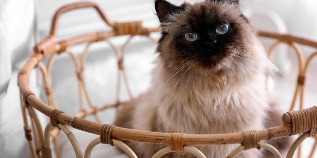 Balinese Cats donot shed