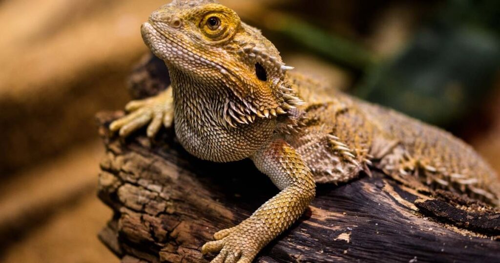 Bearded Dragon