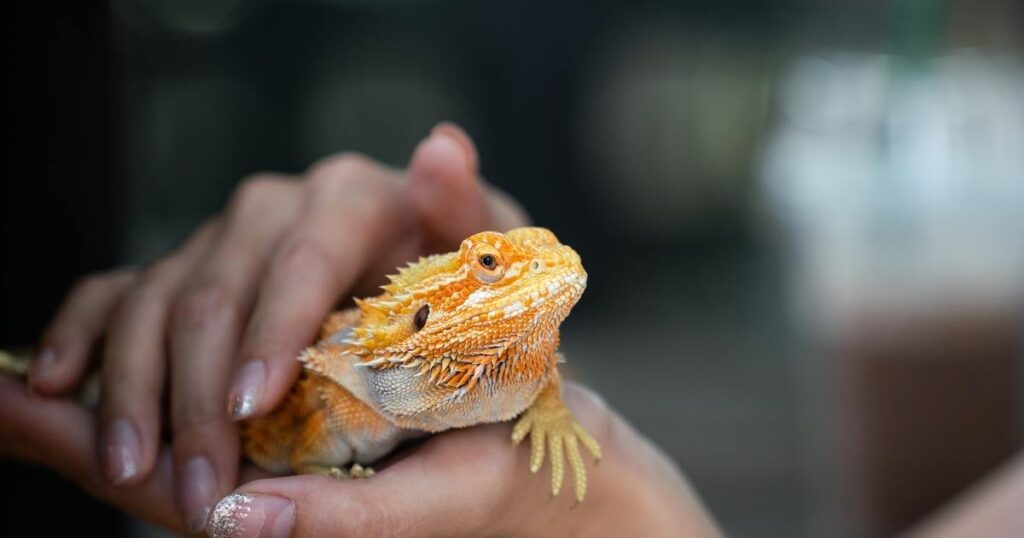 Best pet lizards for sale near me