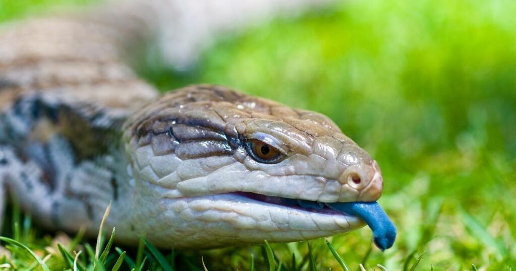 Blue Tongue Skink