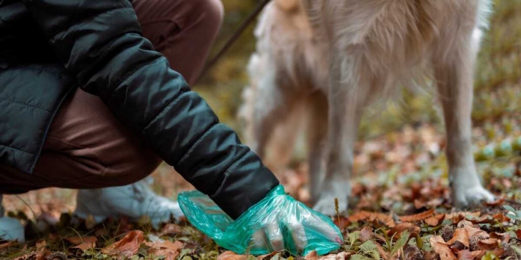 Box of Dog Poop Bag