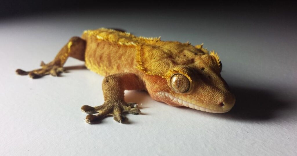 Crested Gecko Lizard