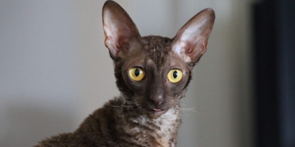 Devon Rex