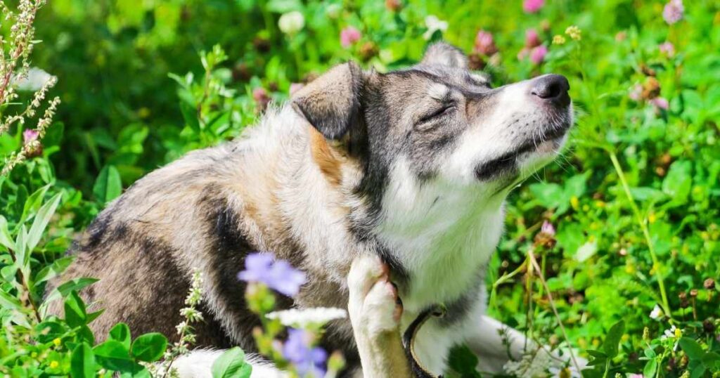 Dog Frontline Plus