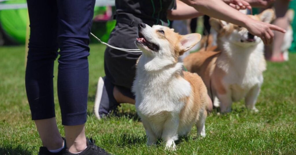 Dog Show fort worth
