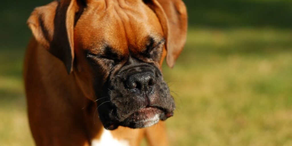 Dog allergies