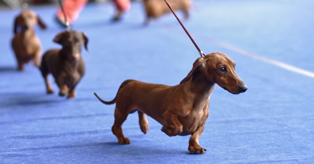 Dog Shows in Texas