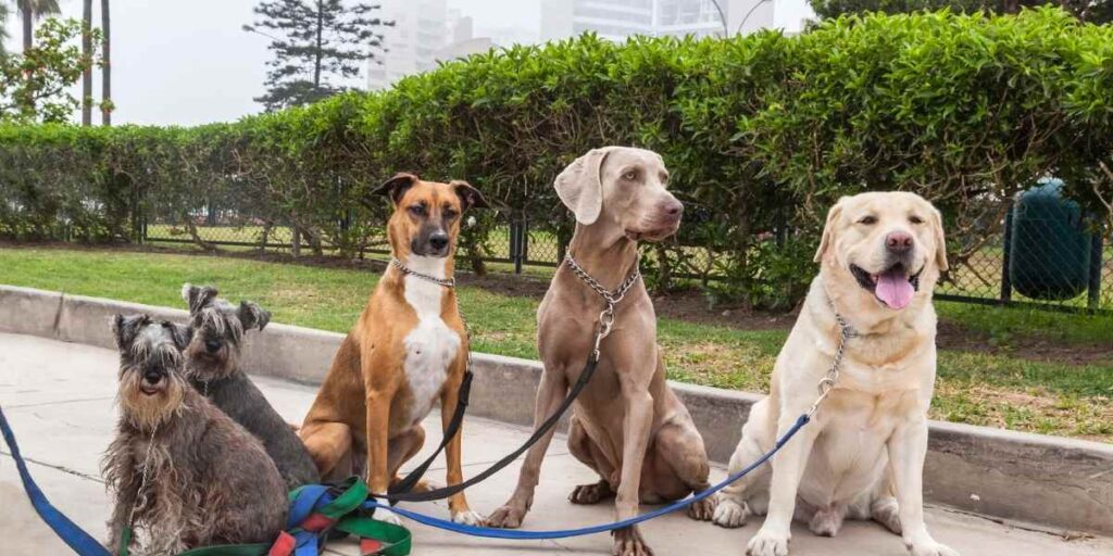 Dog Walk Set