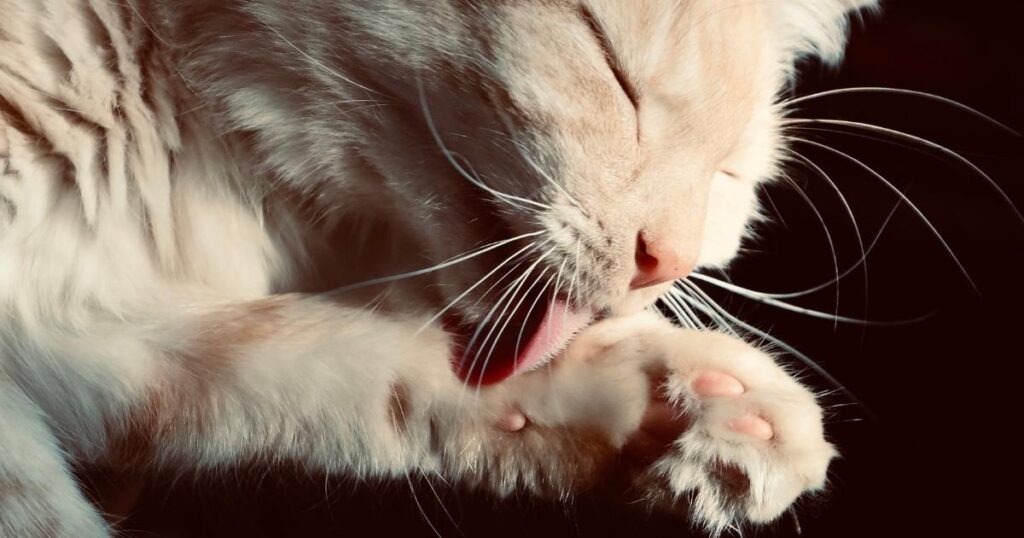 How to treat cat dandruff