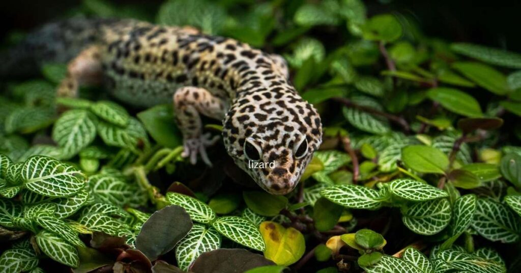 Leopard Gecko Lizard