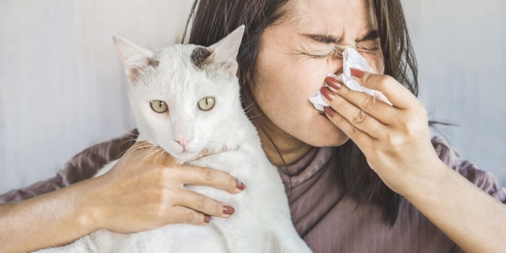 Low allergy cats