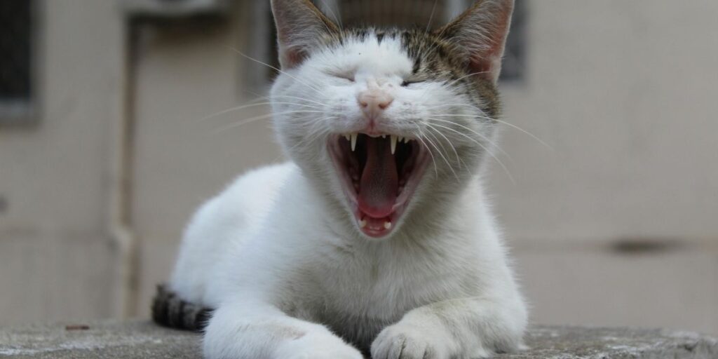 Paracetamol toxicity in cats