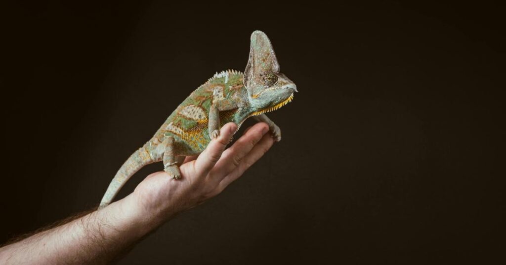 Pet Lizard