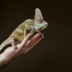 Pet Lizard