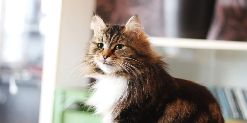 Siberian Cats Good for allergies