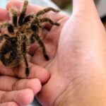 Tarantulas