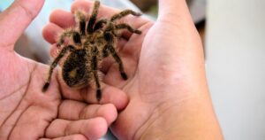 Tarantulas