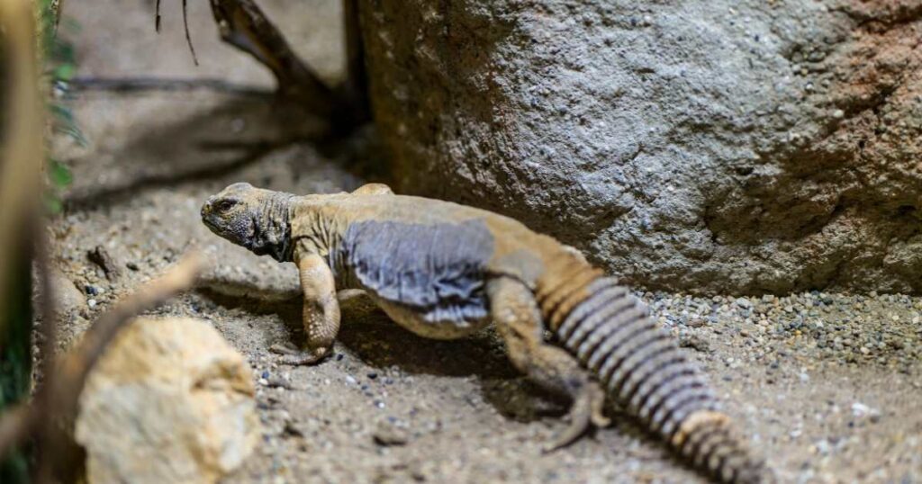 Uromastyx Pet Lizard