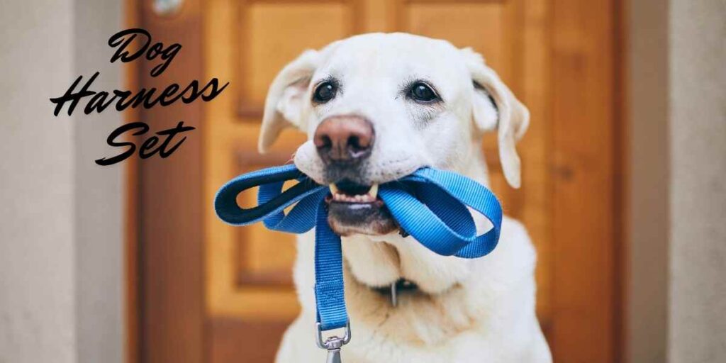 Dog harness set