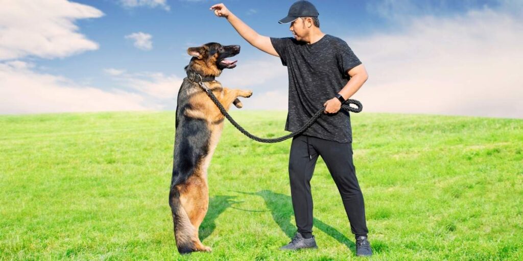 Dog Exercise