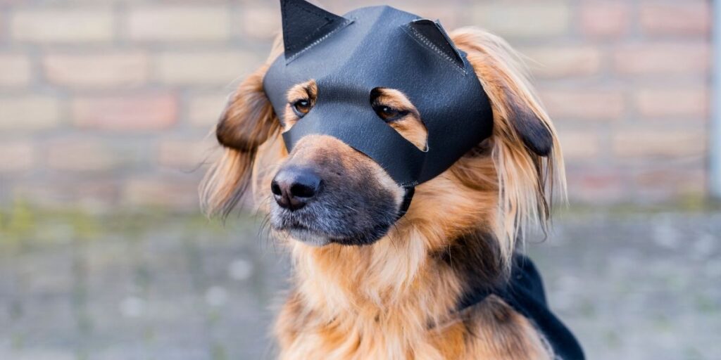 Dog mask gay sex