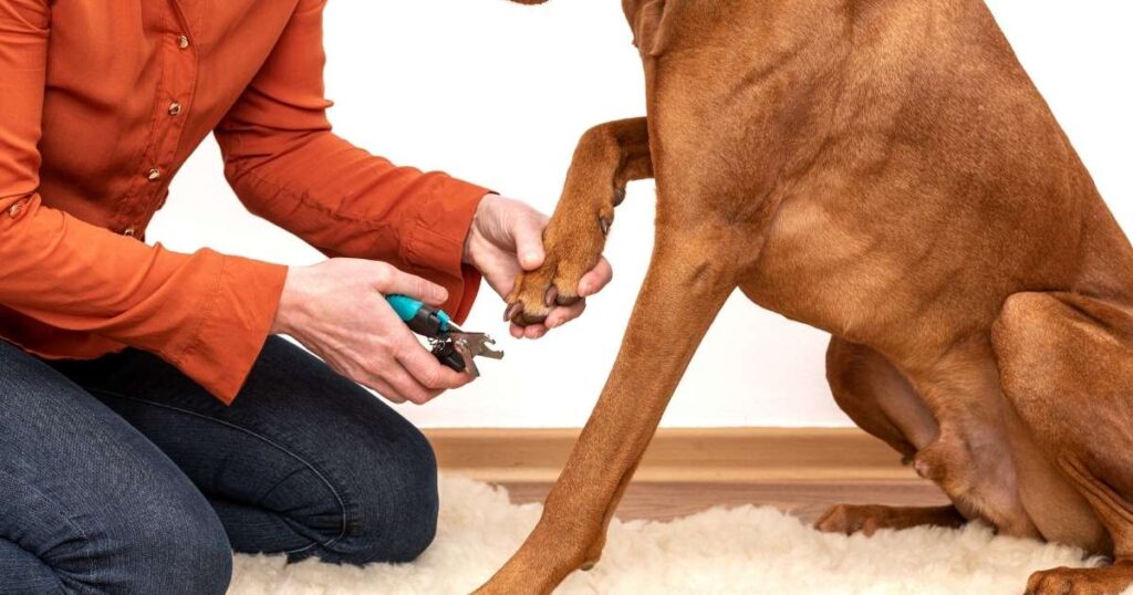 Dog Nail Clippers