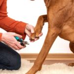 Dog Nail Clippers