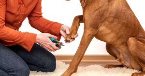 Dog Nail Clippers