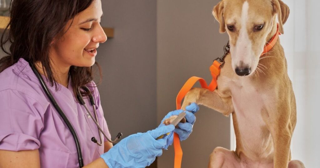 Dog Nail Cutters
