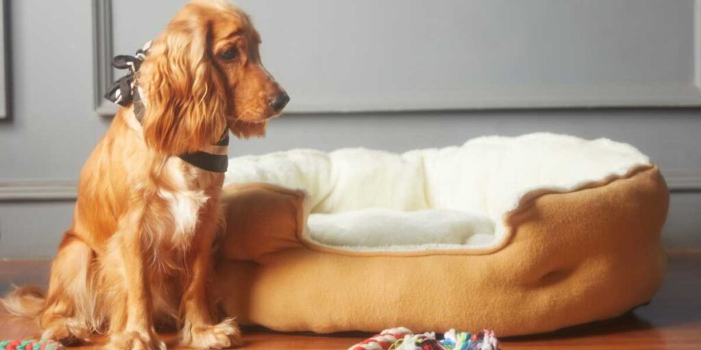 Dog Poop Fancy Couch