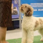 Dog Show San Antonio tx