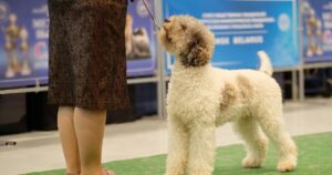 Dog Show San Antonio tx