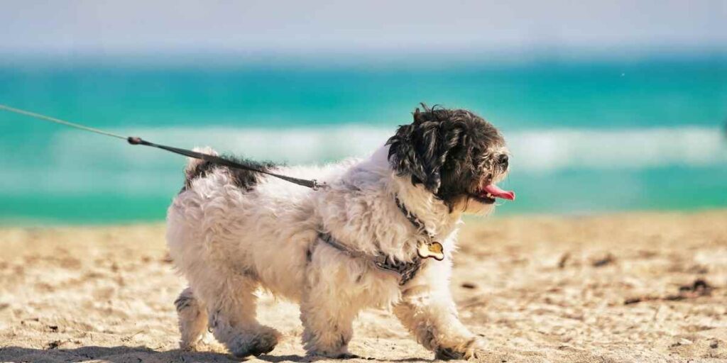Dog Walk sets
