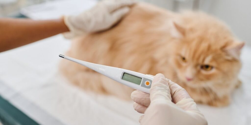 Fever in cats