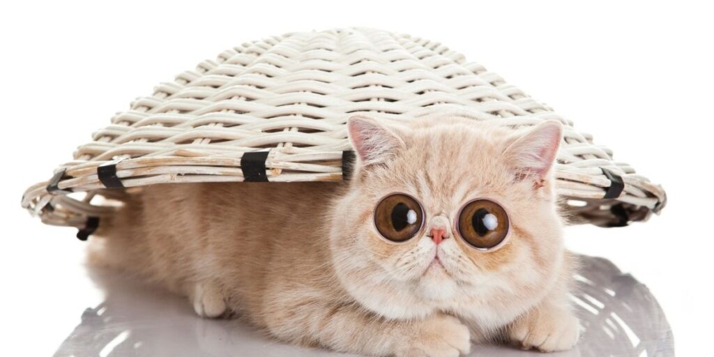 funny cat memes images