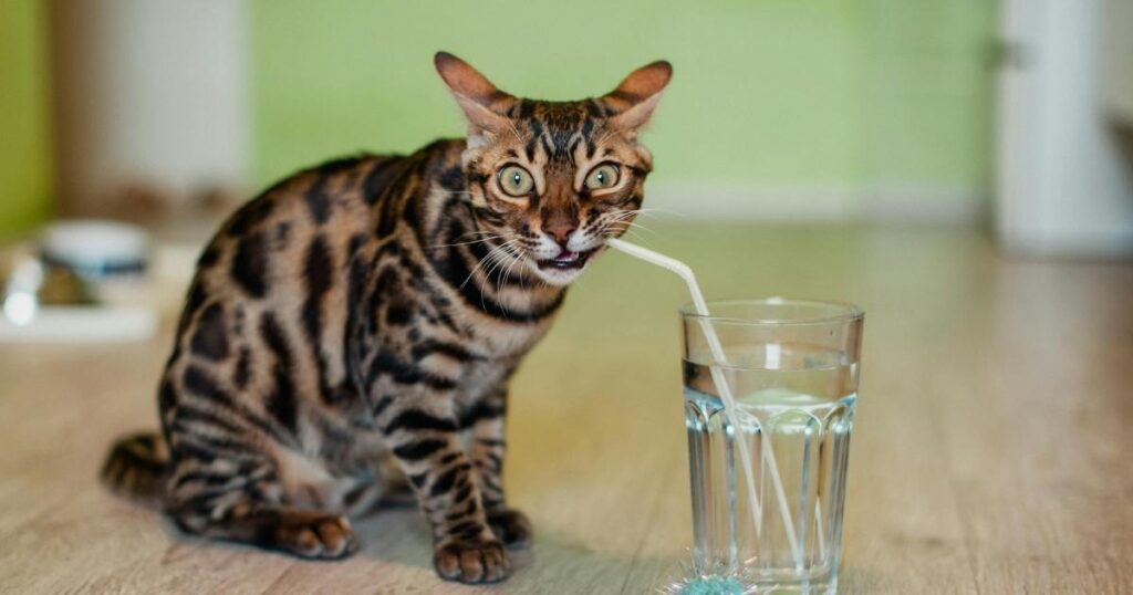 how to get rid of cat dandruff